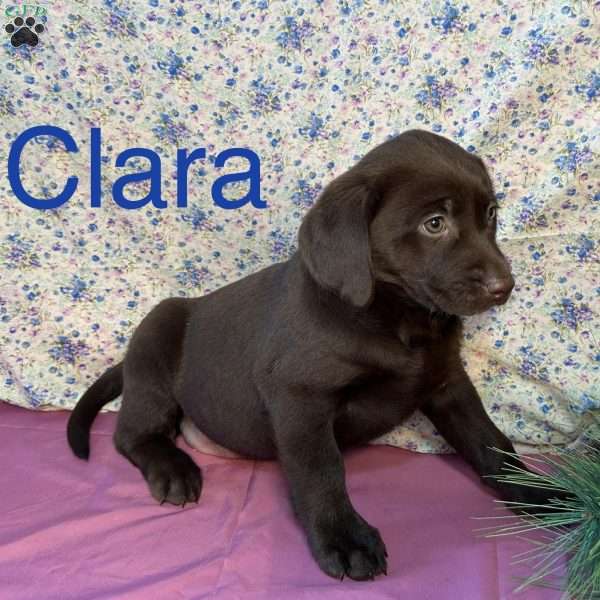 Clara, Chocolate Labrador Retriever Puppy